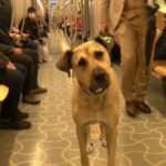 Boji, el perro que viaja en transporte público por toda la Ciudad.
