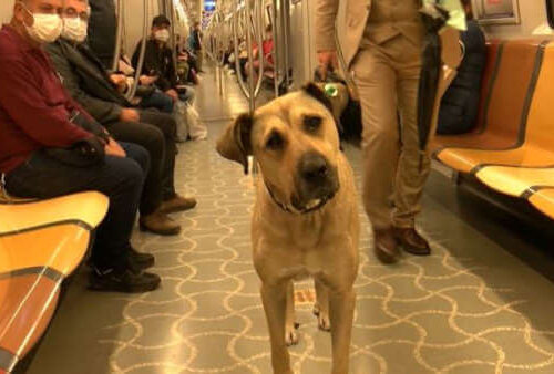 Boji, el perro que viaja en transporte público por toda la Ciudad.